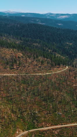 wooded mountains covered with pine trees and trunks from trees. sunny day footage over the rocky landscape in yosemite national park, usa. vertical video