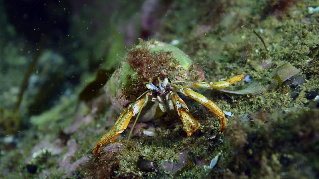 Hermit crab working hard for food in Perc&eacute;, Qu&eacute;bec, Canada