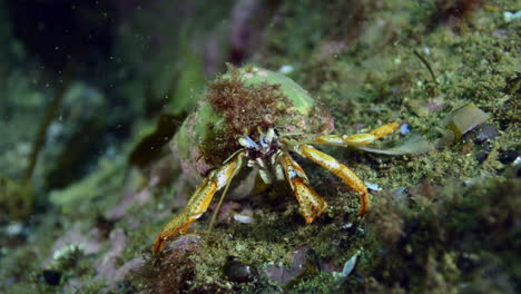 hermit crab working hard for food in percé, québec, canada