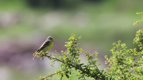 Lindo,-Esponjoso-Pájaro-Canario-Amarillo-Posado-En-La-Rama-De-Un-árbol-Vuela-Lejos