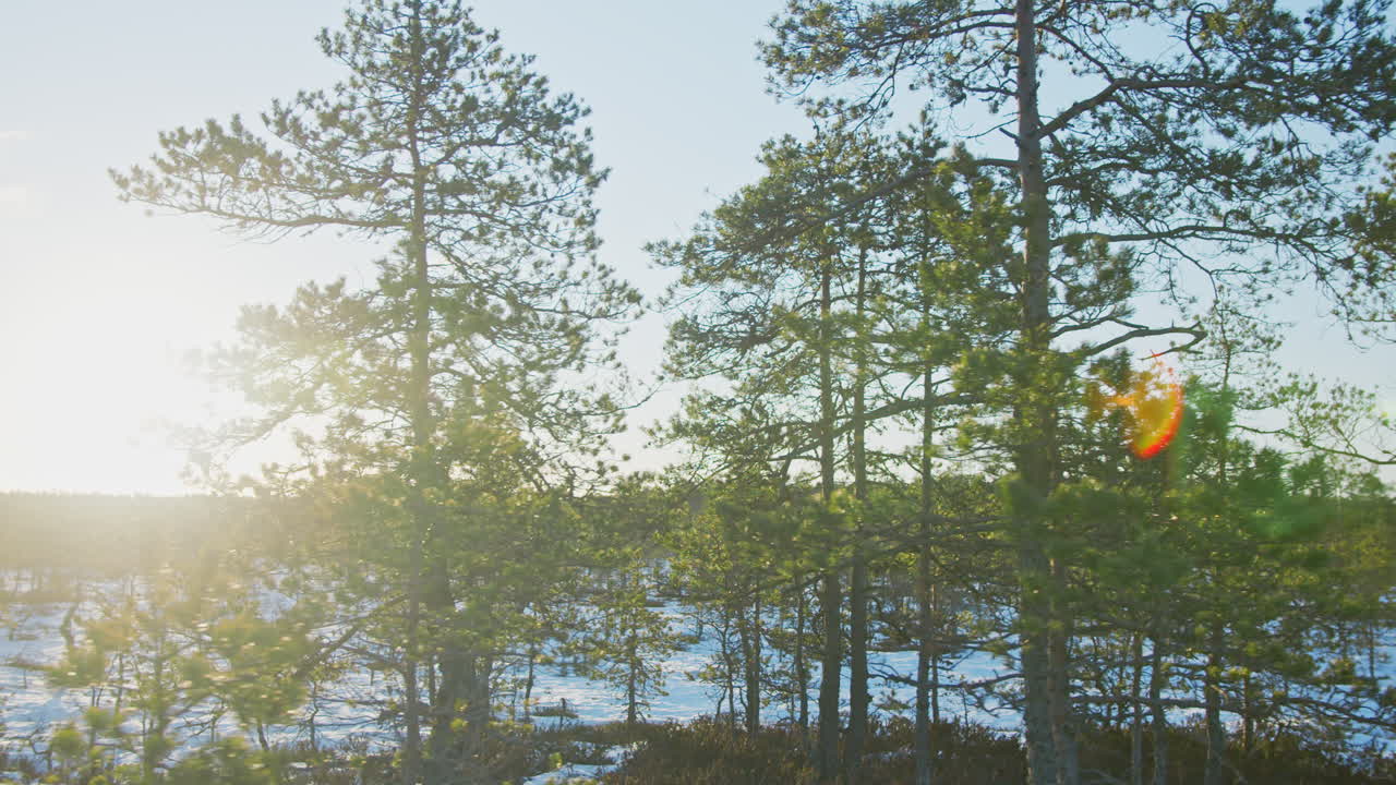 Sun flares through Pine tree branches on a winter morning in a bog. Nordic nature, Estonia. Green environment and clean air