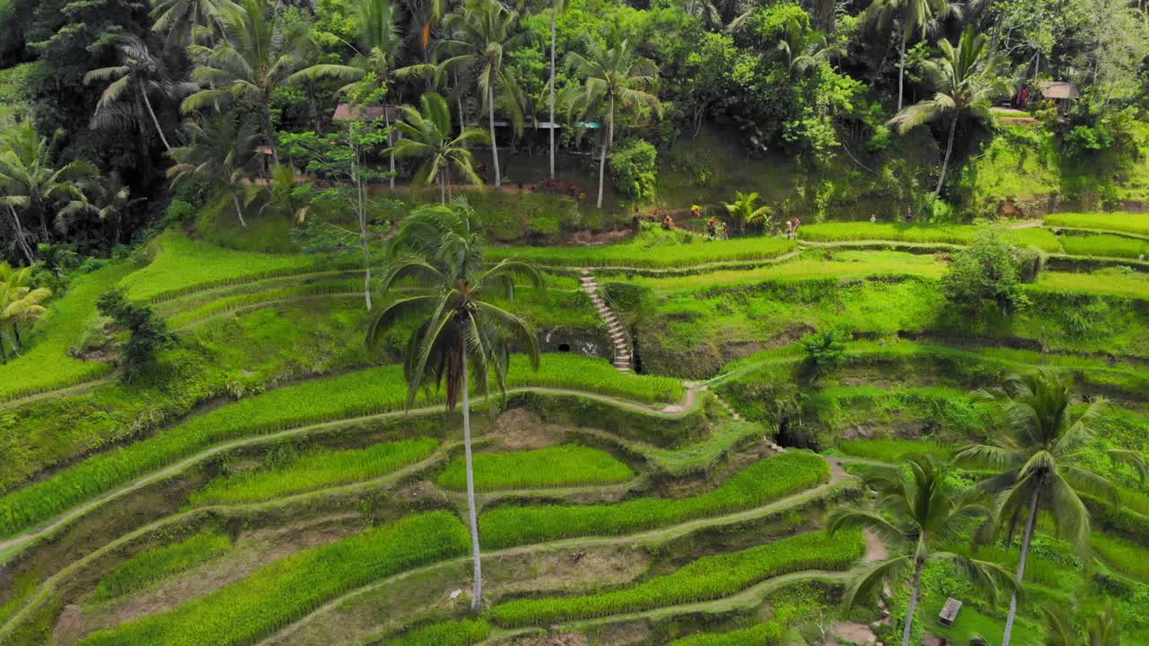 stunning Tegallalang rice terraces on Bali, Indonesia