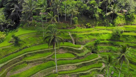 les terrasses de riz tegallalang à bali, en indonésie