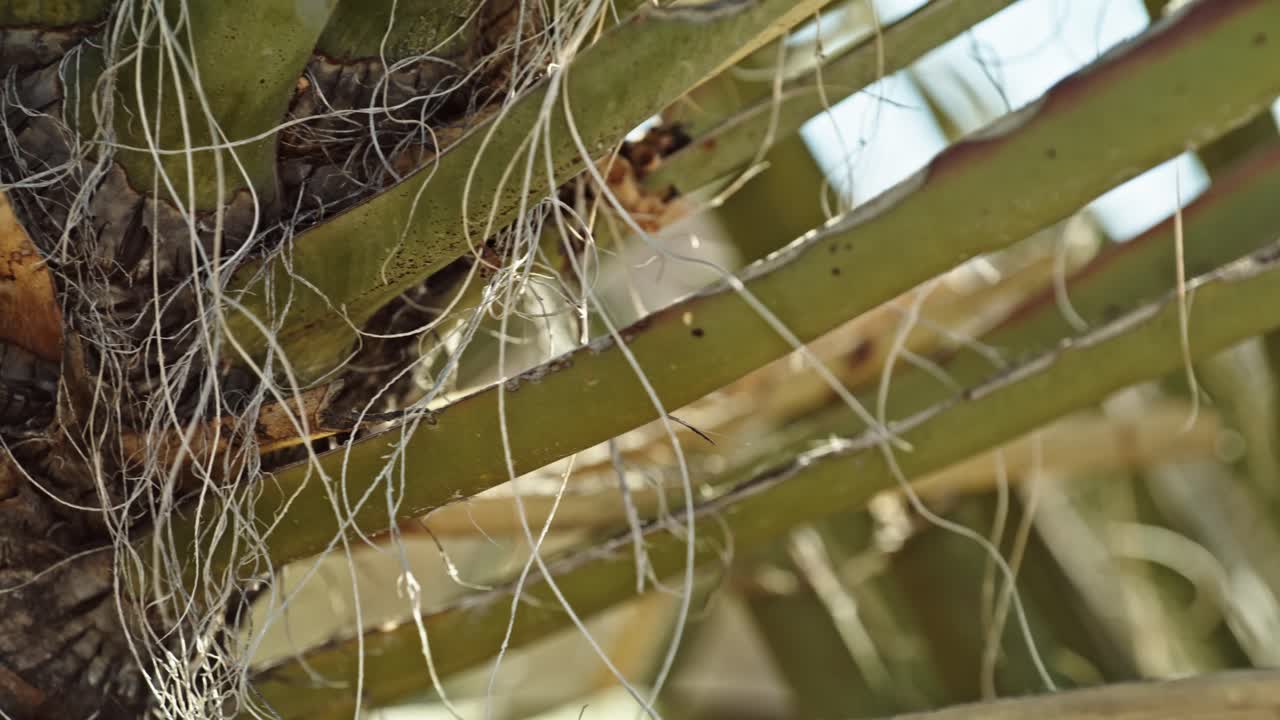 캘리포니아의 조슈아 트리 국립공원 (joshua tree national park) 에서 왼쪽에서 오른쪽으로 회전하는 비디오와 함께 나무의 근접 사진