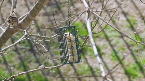 song sparrow at a suet bird-feeder during late-winter in south carolina