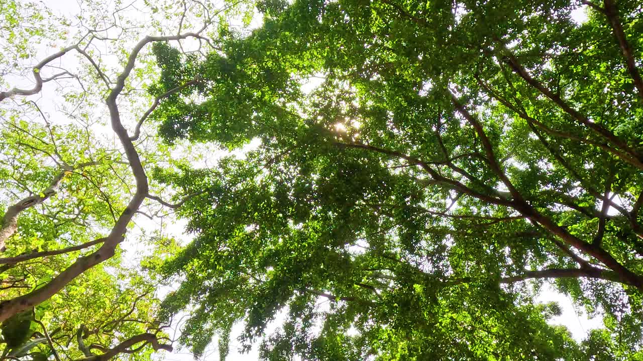 personas caminando bajo árboles en un parque público