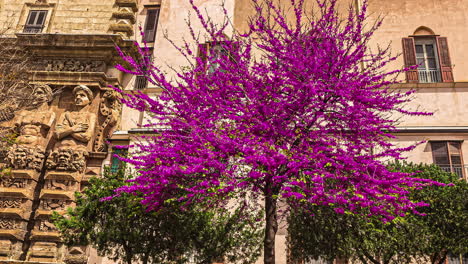 a low angle shot of a pink tree in front of a building and green trees in sicily