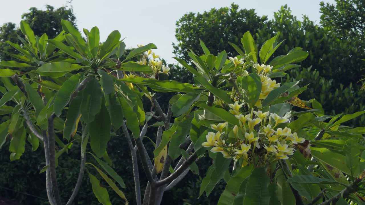 Một cây hoa sứ tuyệt đẹp đứng trong khu vườn nhiệt đới xanh tươi, phía sau là cây mít và cây xoài. Thảm thực vật phong phú tạo nên bầu không khí yên bình, tự nhiên, lý tưởng cho những hình ảnh về thiên nhiên và kỳ lạ.