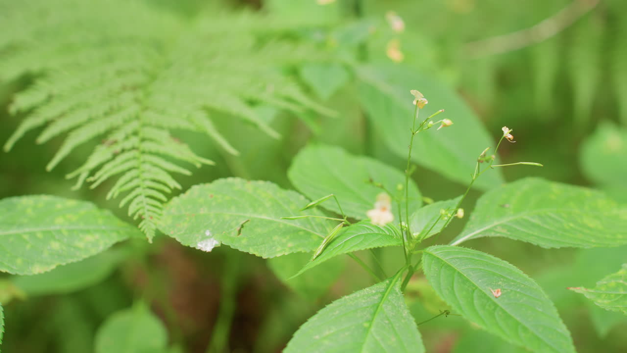 Close up of wild green vegetation with delicate flowers and fern leaves in forest, sunlight reflecting softly on textures, capturing natural beauty, organic freshness, and peaceful atmosphere