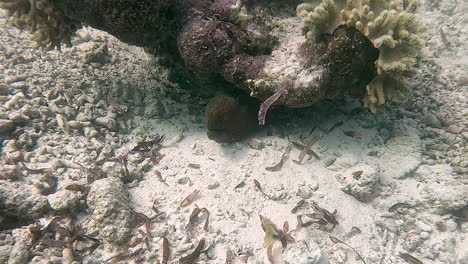moray eel on an indonesian coral reef.