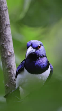 vibrant purple-throated cotinga perched on a branch