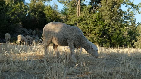 animales de pastoreo
