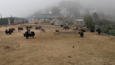 an unusual sight in namche bazaar: a herd of yaks takes a break in a dusty schoolyard amidst misty weather, creating a curious juxtaposition of rural life and himalayan wildlife