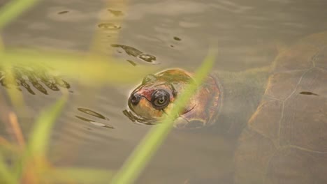 Kopf-Der-Schildkröte-Auf-Der-Wasseroberfläche-Des-Sees-Ausgesetzt