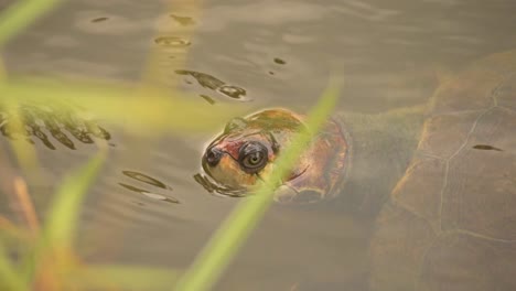 head of turtle exposed on the water surface of lake