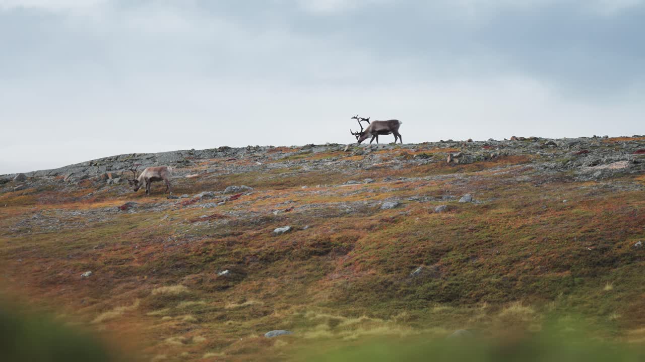 los renos deambulan a lo largo de la cresta de la colina cubierta de hierba, pastando en la tundra de otoño