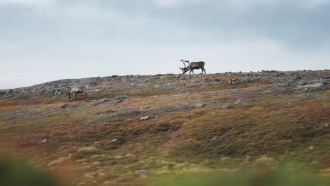 Los-Renos-Deambulan-Por-La-Cresta-De-La-Colina-Cubierta-De-Hierba,-Pastando-En-La-Tundra-Otoñal