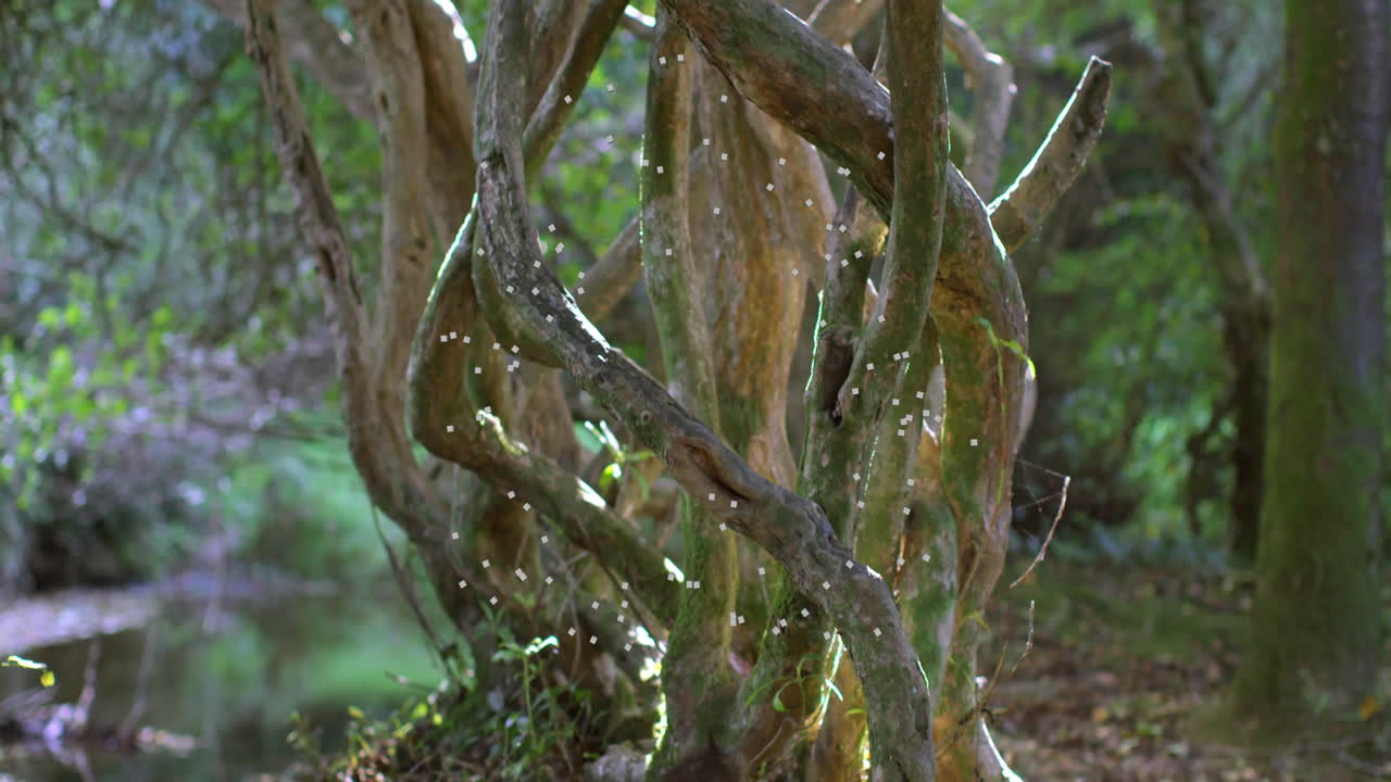 Sparkling light particles animation over twisted tree branches in forest