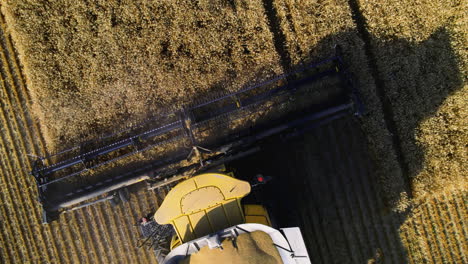 Arcing-aerial-overhead-view-of-combine-harvester-header-harvesting-wheat