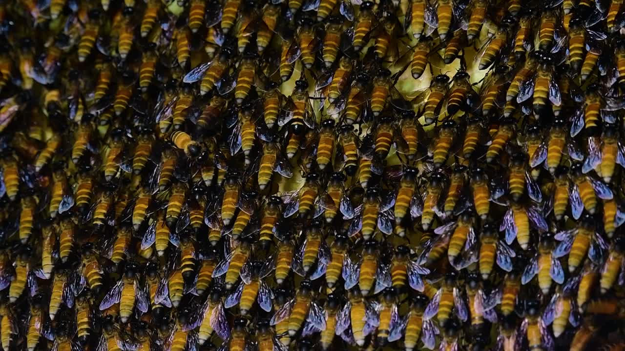 se sabe que las abejas melíferas gigantes construyen grandes colonias de nidos con bolsillos simétricos hechos de cera para almacenar miel como fuente de alimento.