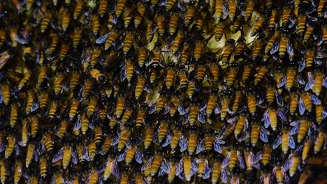 Se-Sabe-Que-Las-Abejas-Melíferas-Gigantes-Construyen-Grandes-Colonias-De-Nidos-Con-Bolsillos-Simétricos-Hechos-De-Cera-Para-Almacenar-Miel-Como-Fuente-De-Alimento.