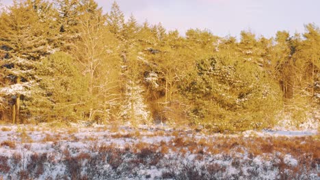 dense forest woods with snowy foreground fields on countryside during sunny winter day