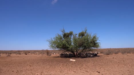 a herd of sheep standing in the shade of a tree on a hot dry day on a farm in namibia