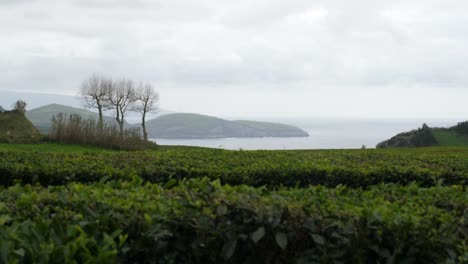 The-Only-Tea-Plantation-In-Europe---Gorreana,-Azores