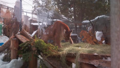 Handheld-close-up-shot-of-a-mountain-lion-grooming-itself-in-its-enclosure-at-an-alpine-mountain-zoo