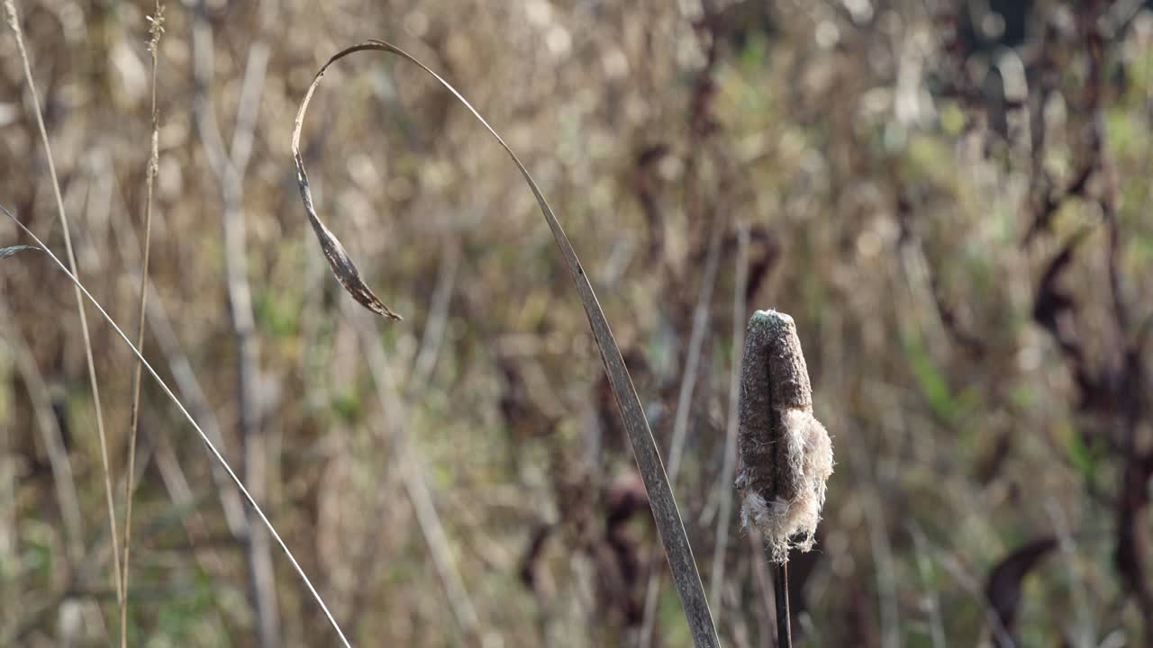 Cattail lake plant with blurred background, background ambience