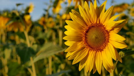 colorful sunflower reeling from the wind in the setting sun