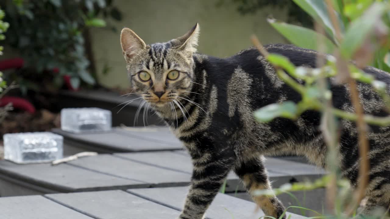 American Shorthair walking around the house, shot in garden
