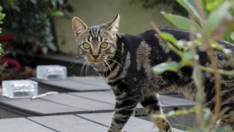 american shorthair walking around the house, shot in garden