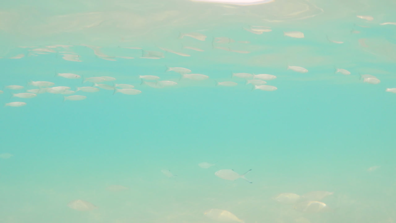 맑고 푸른 해저에서 헤엄치는 물고기 떼