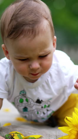 baby boy touches sunflowers scattered in front of him. cute curious kid crawling by the plaid on the ground exploring the environment. blurred backdrop. vertical video