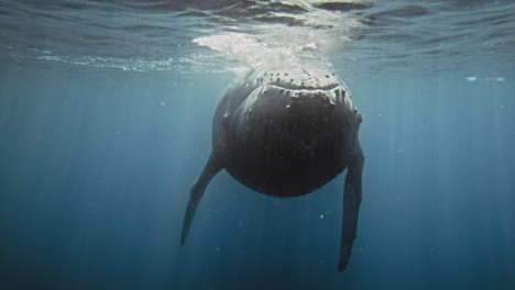 intimidante vista frontal de la ballena jorobada con aletas caídas en el océano vacío