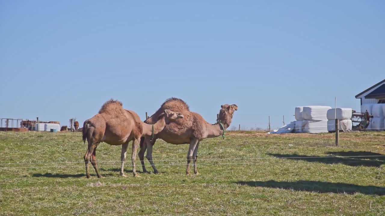 Herd of Camels Grazing on an Amish Farm in Pennsylvania on a Sunny Spring Day