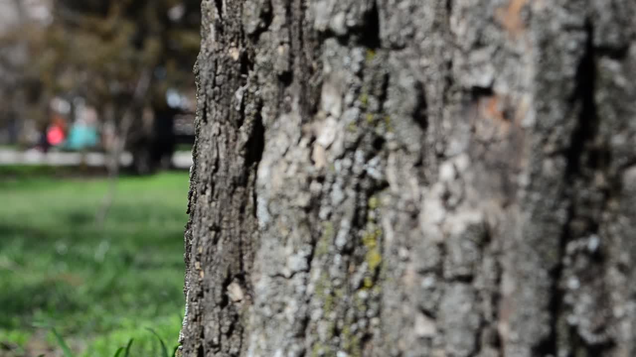 Grass and tree trunk. Shooting in park