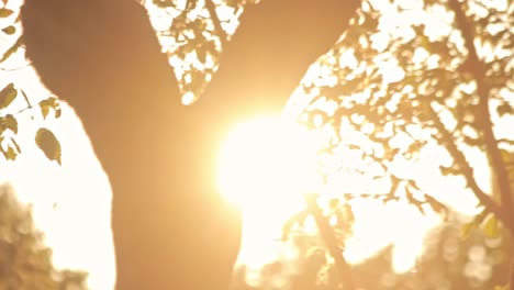 leaves branches tree on background sunlight on summer day. trees silhouette