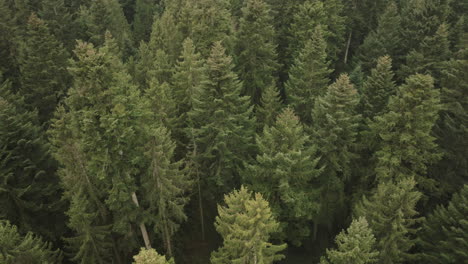 Aerial-of-a-fir-tree-forest