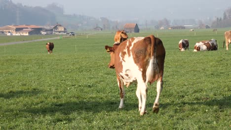 a brown withe cows walks away