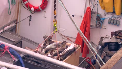 Fish-are-brought-out-from-the-hold-of-trawler-on-a-dock-in-Norway-1