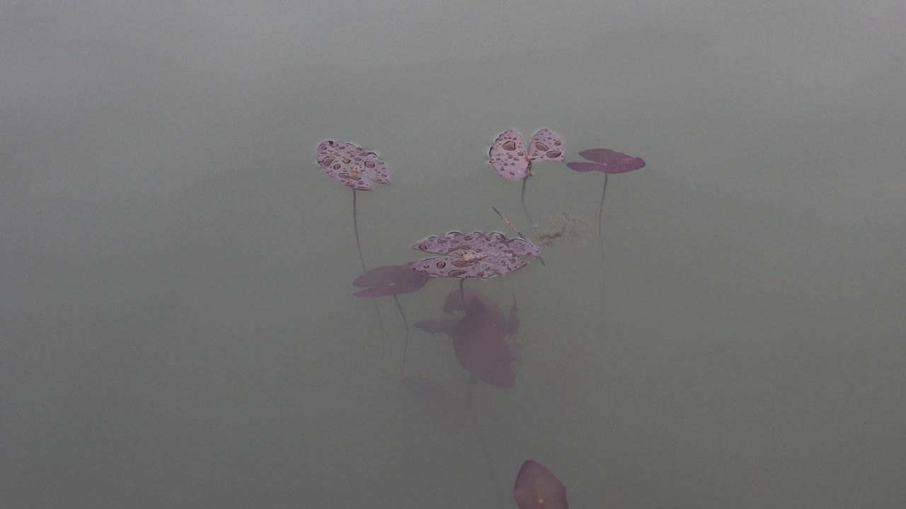 물속에서 꽃이 피는 시간의 간격