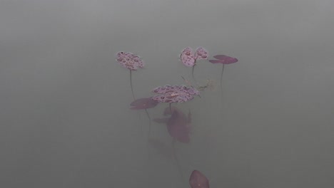 lapso de tiempo de las flores que florecen en el agua