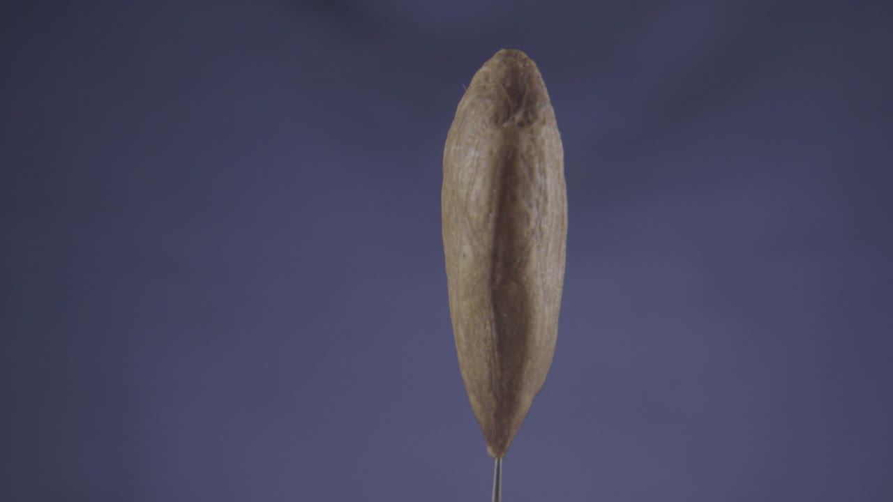 크로마 키를 위해 파란 화면에 루프와 함께 아몬드 회전