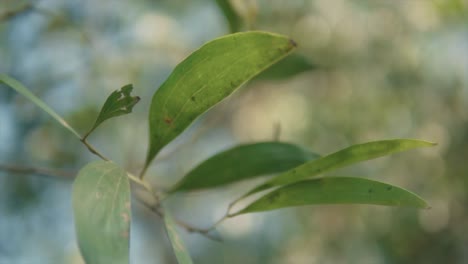 A-close-up-macro-shot-of-a-branch-with-tropical-evergreen-leaves-swaying-naturally-in-the-afternoon-breeze,-Panjim,-Goa,-India