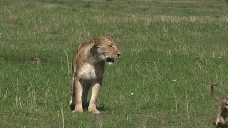 Löwin-Und-Ihr-Drei-Monate-Altes-Junges-Aus-Dem-Dikdik-Stolz,-Die-Auf-Der-Wiese-Des-Olare-Motorogi-Conservancy-In-Massai-Mara,-Kenia,-Spazieren---Nahaufnahme