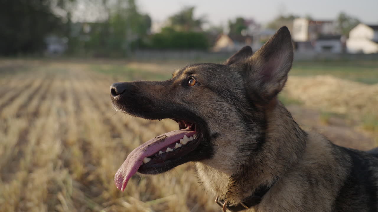 Close Up Slow Motion Profile of Lupo Italiano Panting and Looking Off Camera