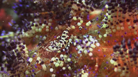 underwater shot of symbiosis between coleman shrimp and magnificent fire urchin, closeup, plankton in the water