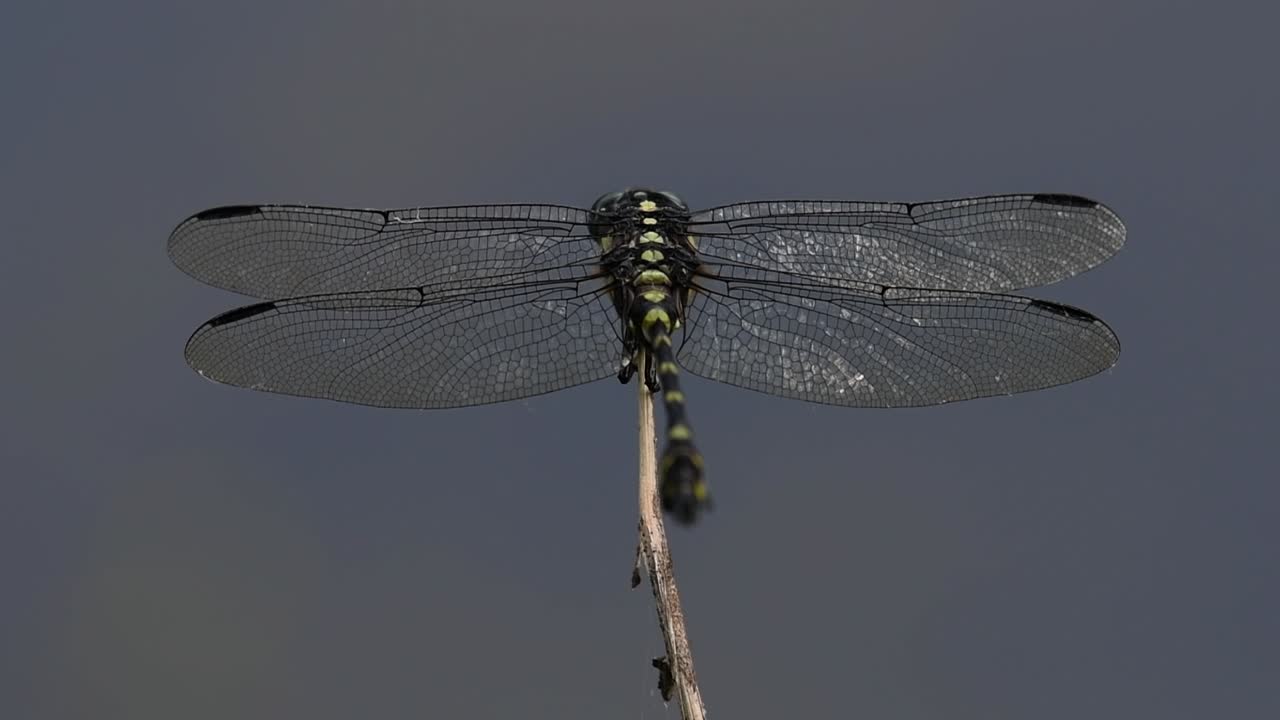 la libélula de cola de brida común se ve comúnmente en tailandia y asia
